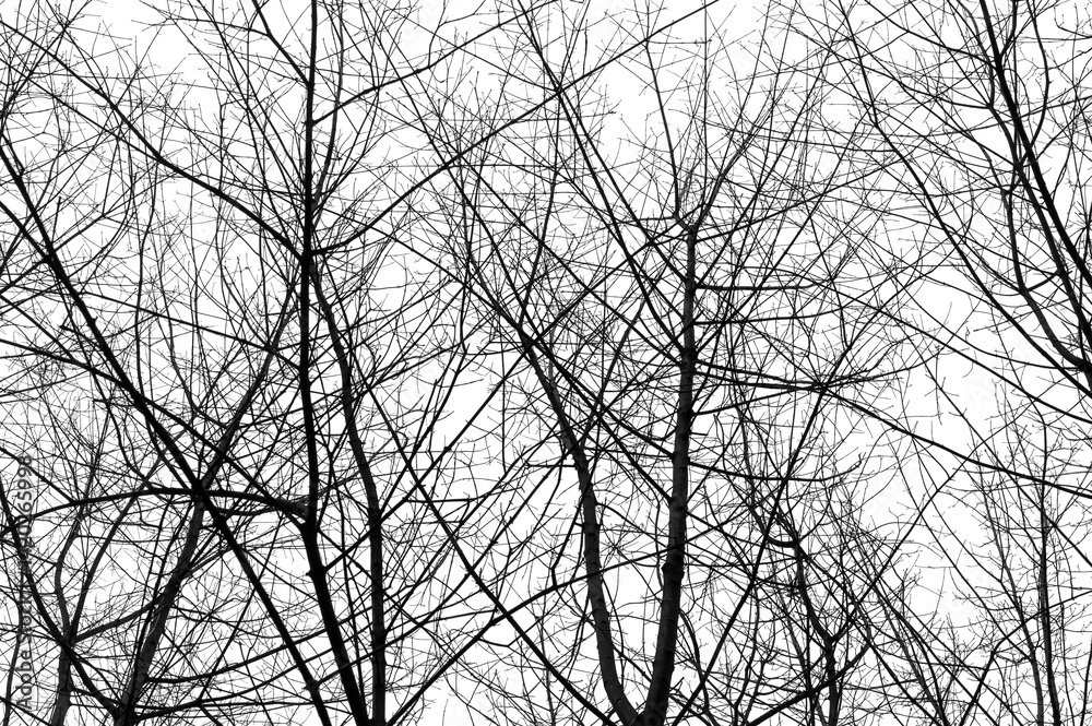 Tree branches isolated on white background. Dead tree without leaves. Black trees silhouettes on sky background. Bare branches trees in winter. Branch pattern texture.