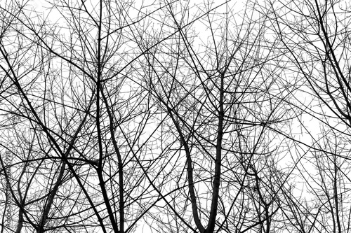 Obraz na płótnie Tree branches isolated on white background. Dead tree without leaves. Black trees silhouettes on sky background. Bare branches trees in winter. Branch pattern texture. w salonie