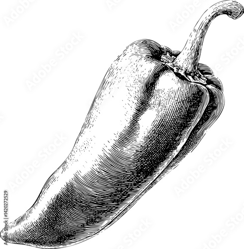 Black and white engraved sketch of a bell pepper, vintage botanical illustration. Vector illustration