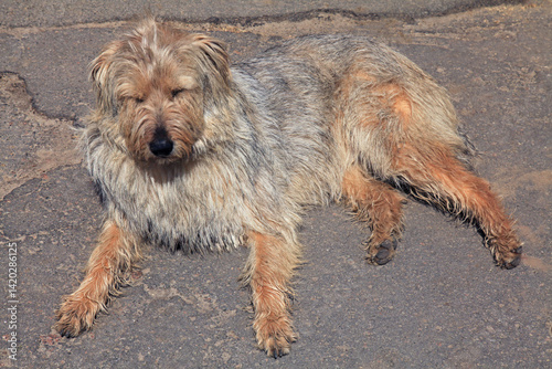 Shaggy dog. Overgrown, untrimmed and dirty dog. Homeless dog with shaggy fur and beard. Street dog resting on the asphalt. Shaggy, dirty and uncombed terrier dog. Homeless, unwashed dog without owner