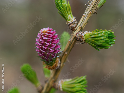 Small pink pine cone on a branch of a conifer (Larix decidua). The needles and cone grow again in the Spring