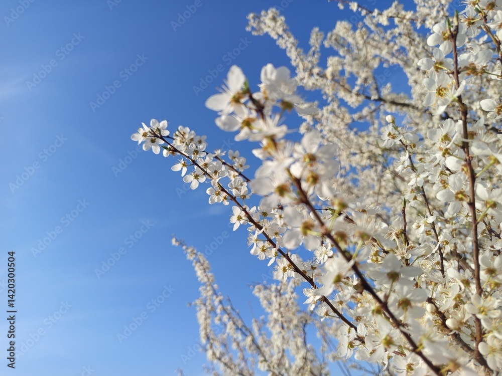 Prunus cerasifera tree in full bloom with delicate pale flowers.
Description: A Prunus cerasifera, commonly known as cherry plum, covered in soft white to light pink blossoms, marking the early signs Prunus cerasifera tree in full bloom with delicate pale flowers.
Description: A Prunus cerasifera, commonly known as cherry plum, covered in soft white to light pink blossoms, marking the early signs