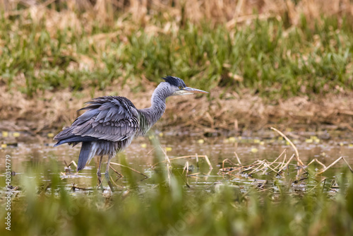 Grey heron waiting for prey