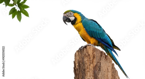 Blue and gold macaw perched on wood on white background