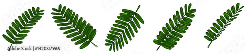 Realistic Watercolor-Style Colored Tamarind Leaves – Tropical Botanical Herb Illustration Pack for Nature Design, Packaging, Educational Materials, Organic Products, Greenery Art, Eco-friendly Brandin