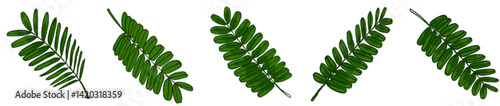 Realistic Watercolor-Style Colored Tamarind Leaves – Tropical Botanical Herb Illustration Pack for Nature Design, Packaging, Educational Materials, Organic Products, Greenery Art, Eco-friendly Brandin