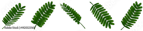Realistic Watercolor-Style Colored Tamarind Leaves – Tropical Botanical Herb Illustration Pack for Nature Design, Packaging, Educational Materials, Organic Products, Greenery Art, Eco-friendly Brandin