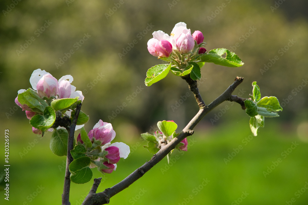 Fototapeta premium Apfelblüte im Val de Villé im Elsass