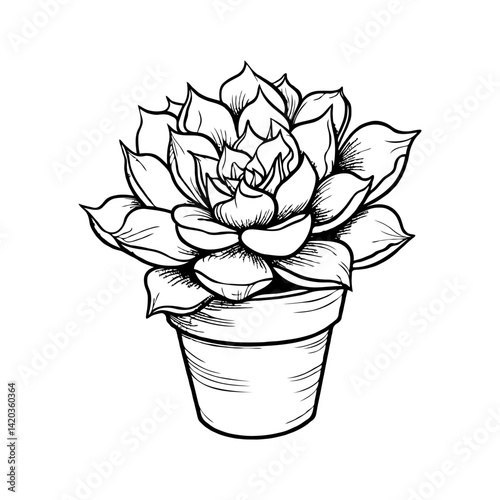 Black and white succulent Echeveria in a pot, hand-drawn style.