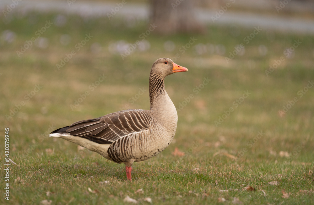 Side portrait of a Greylag Goose (Anser anser), standing in a grassy field near Stockholm, Sweden Side portrait of a Greylag Goose (Anser anser), standing in a grassy field near Stockholm, Sweden