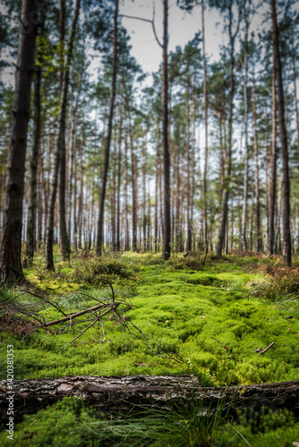 Tableau sur toile Green moss in the forest with sunlight, perfect for a peaceful forest walk and r