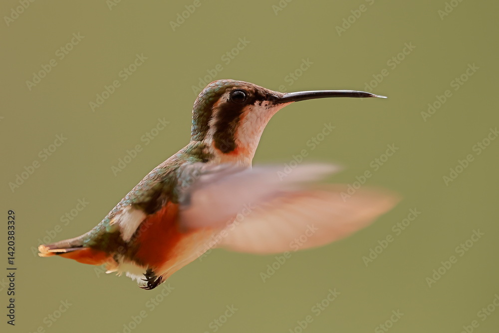 Purple-throated woodstar (Calliphlox mitchellii) Ecuator