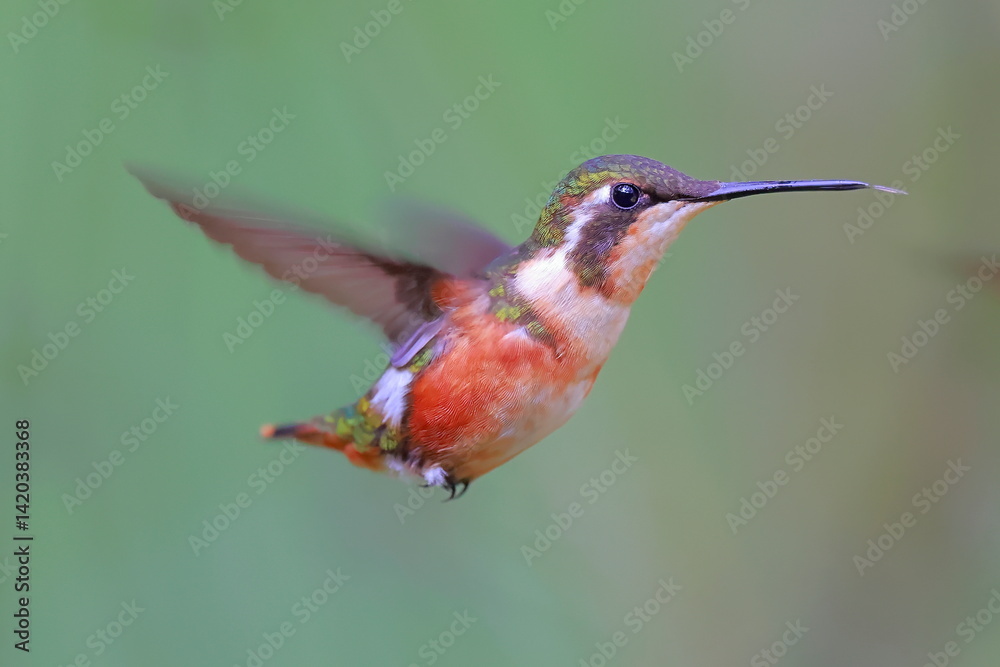 Purple-throated woodstar (Calliphlox mitchellii) Ecuator