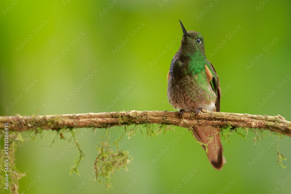 Buff-tailed coronet (Boissonneaua flavescens) Ecuador