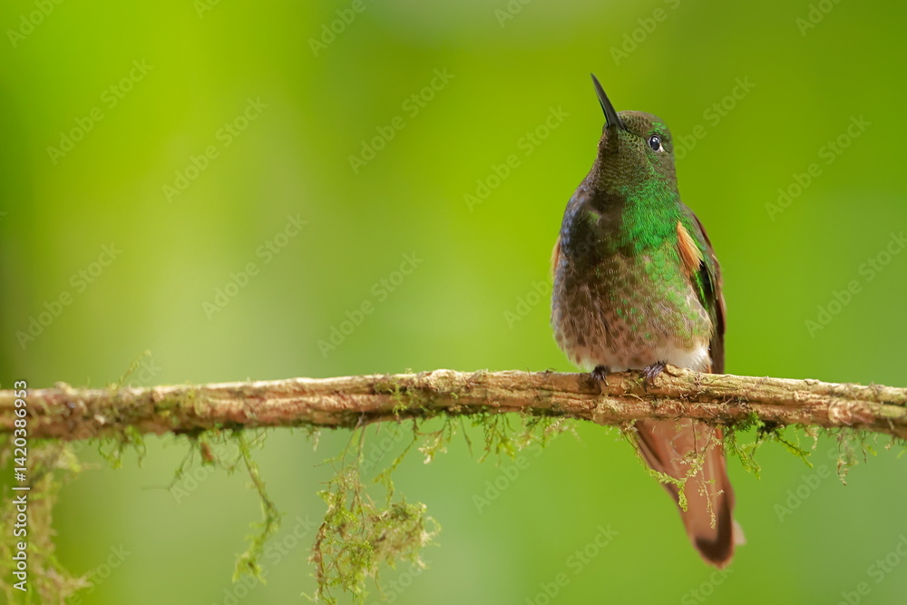Buff-tailed coronet (Boissonneaua flavescens) Ecuador