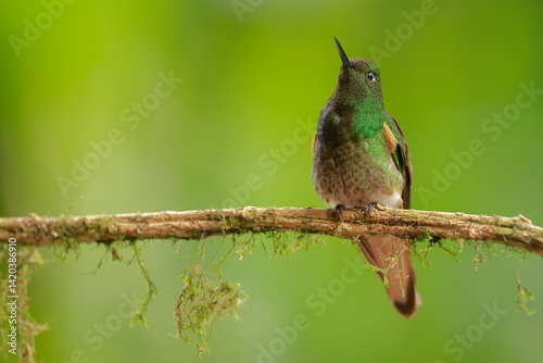 Obraz na płótnie Buff-tailed coronet (Boissonneaua flavescens) Ecuador w salonie