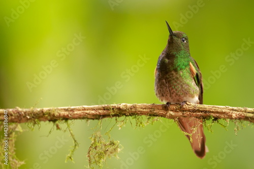 Obraz na płótnie Buff-tailed coronet (Boissonneaua flavescens) Ecuador w salonie