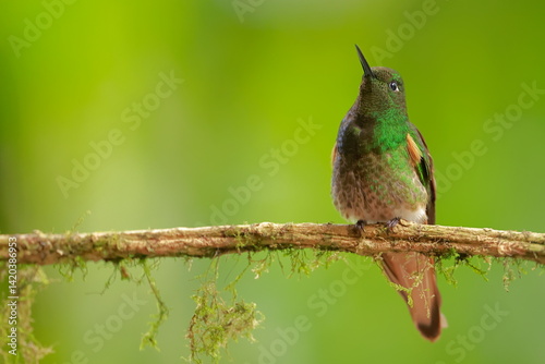 Obraz na płótnie Buff-tailed coronet (Boissonneaua flavescens) Ecuador w salonie