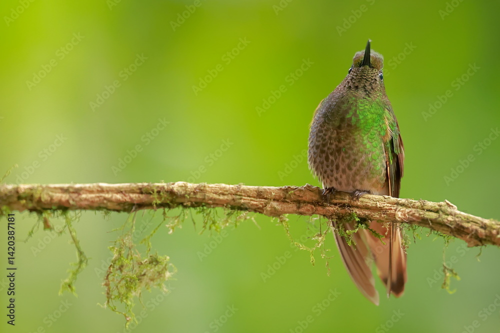 Buff-tailed coronet (Boissonneaua flavescens) Ecuador