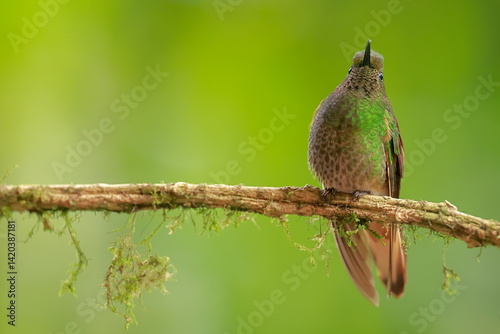 Obraz na płótnie Buff-tailed coronet (Boissonneaua flavescens) Ecuador w salonie