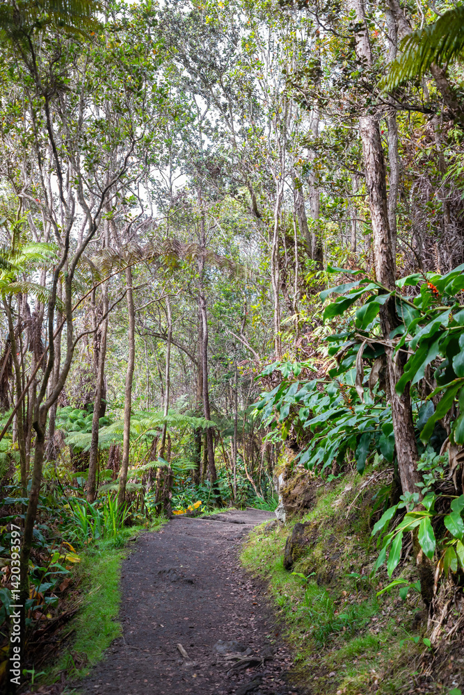 Obraz premium footpath in the tropical forest