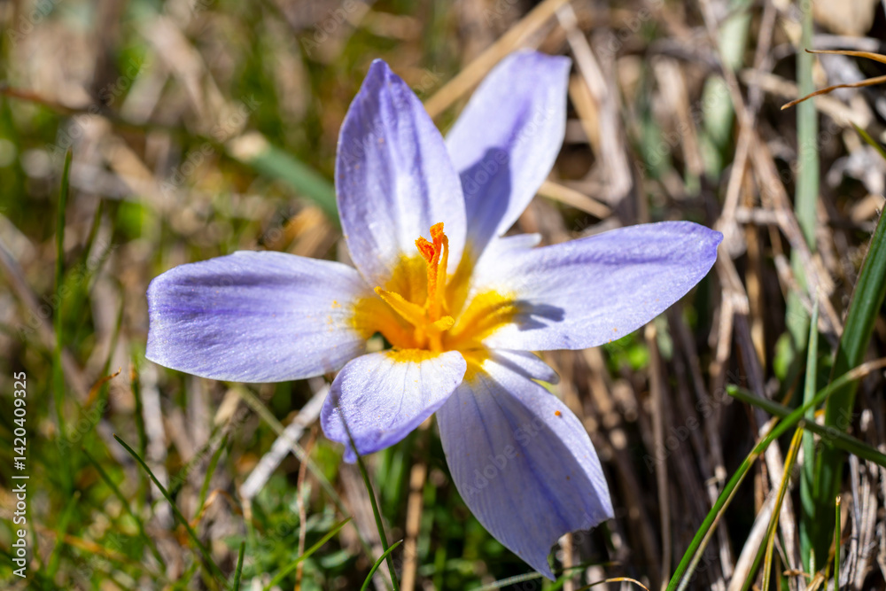 Crocus biflorus, the silvery crocus or scotch crocus, is a species of flowering plant in the family Iridaceae. It is native to south-eastern Europe and south-western Asia, including Italy, the Balkans