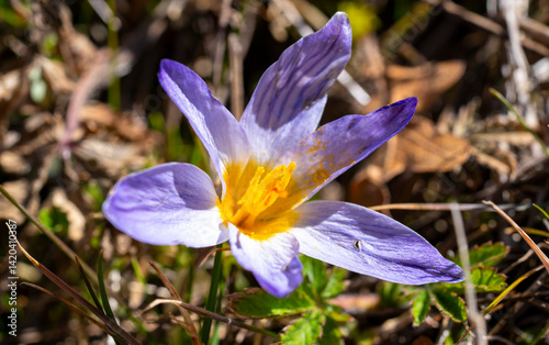 Crocus biflorus, the silvery crocus or scotch crocus, is a species of flowering plant in the family Iridaceae. It is native to south-eastern Europe and south-western Asia, including Italy, the Balkans photo