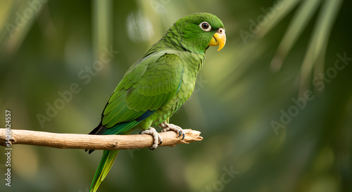 Green parrot on a branch.