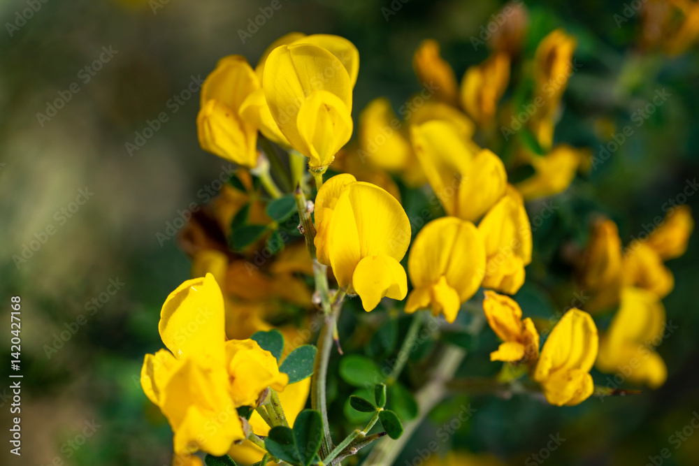 Obraz premium Cyclopia, the honeybush, or heuningbos in Afrikaans, is a genus of some 20 species of flowering plants in the legume family Fabaceae, subfamily Faboideae. Species of the genus are native to the southe