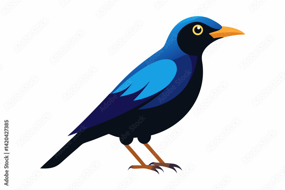 Fototapeta premium blue jay isolated on white background