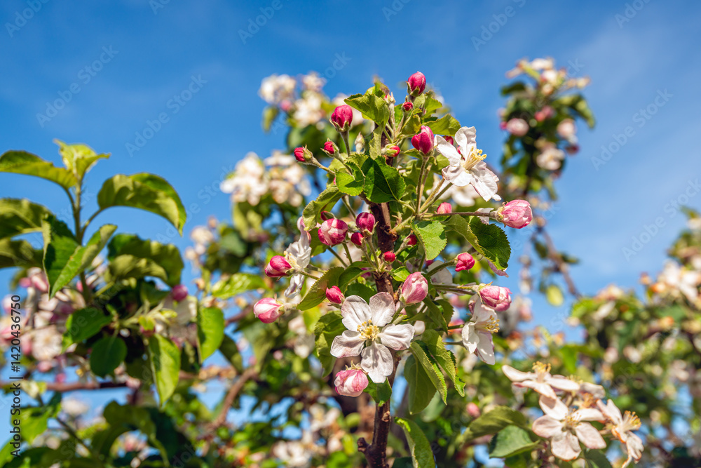 Branch of an apple tree against a blue sky on a sunny day in springtime. Pink buds, white blossoms and already faded flowers can be seen on the branch. The apple tree is part of a Dutch apple orchard.