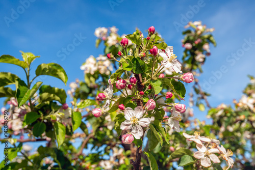 Obraz na płótnie Branch of an apple tree against a blue sky on a sunny day in springtime. Pink buds, white blossoms and already faded flowers can be seen on the branch. The apple tree is part of a Dutch apple orchard. w salonie