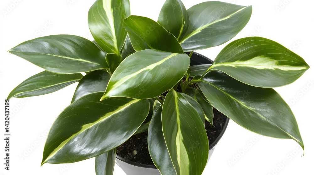 Obraz premium Vibrant Green Potted Plant with Variegated Leaves