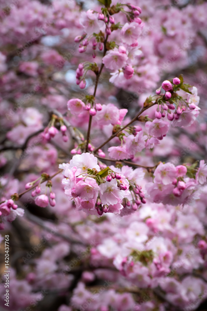 A branch with opening pink sakura flowers against the blurred background of blossoming sakura A branch with opening pink sakura flowers against the blurred background of blossoming sakura