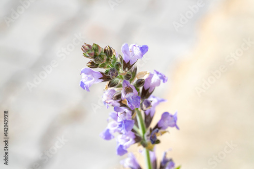 Common sage. Salvia officinalis, the common sage or sage, is a perennial, evergreen subshrub, with woody stems, grayish leaves, and blue to purplish flowers. It is a member of the mint family Lamiacea