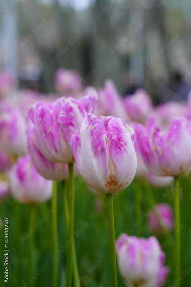 Obraz premium pinktulip