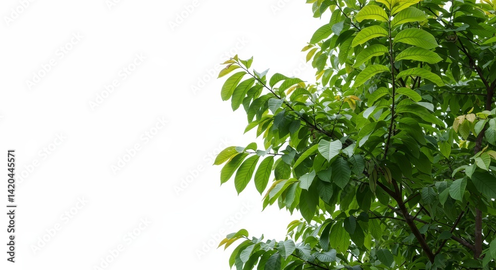 Lush green leaves create a serene and peaceful nature background
