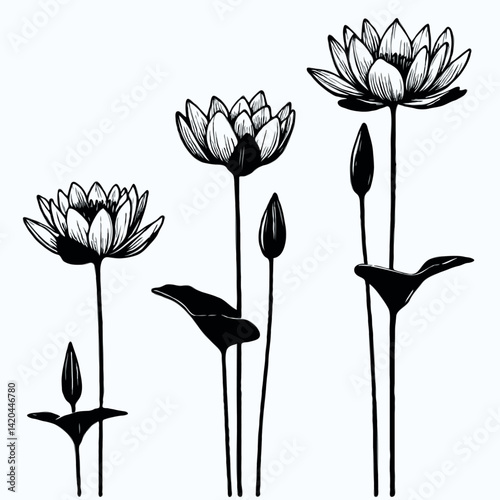 Lotus line art illustration. Set outline water lily sketch, doodle floral stems. Hand drawn Botanical drawing. Simple Stylized flowers. Black and White blooming