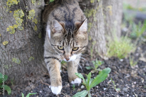 Wallpaper Mural tabby and white cat outdoors with green plants garden in street cars
 Torontodigital.ca