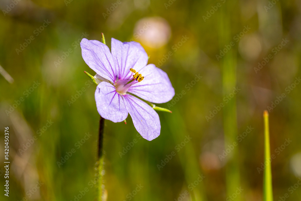 Crane's-bill. Geranium is a genus of 422 species of annual, biennial, and perennial plants that are commonly known as geraniums or cranesbills. They are found throughout the temperate regions of the