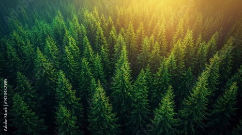 Dense forest canopy with sunlight shining through