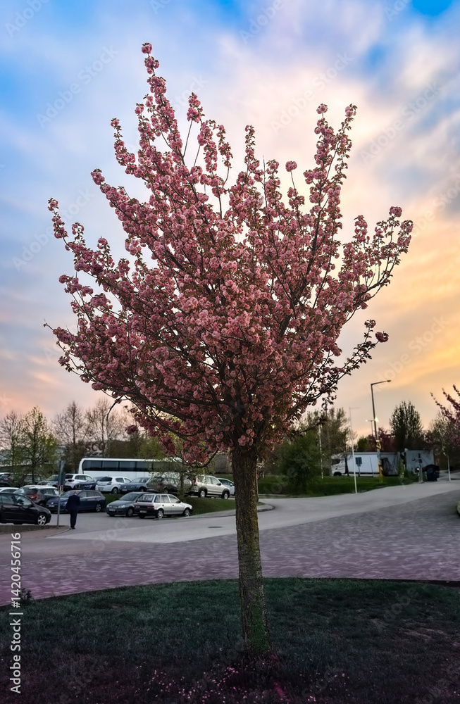 Fototapeta premium sunset in the city