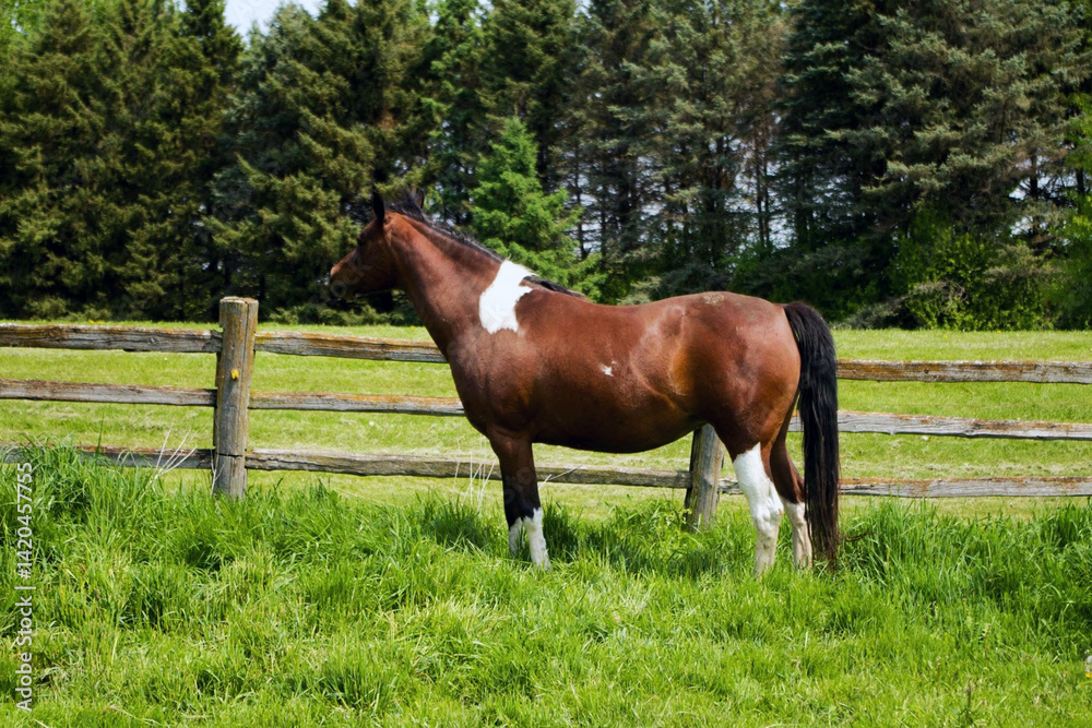 horse in pasture