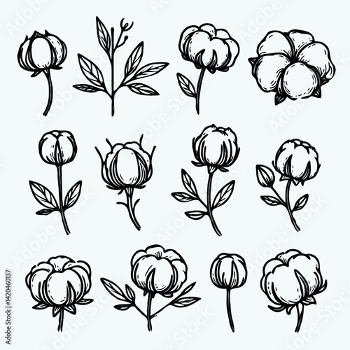 line art cloud-like softness illustration. Set outline fluffy cotton bolls sketch, doodle floral stems. Hand drawn Botanical drawing. Simple Stylized flowers. Black and White blooming