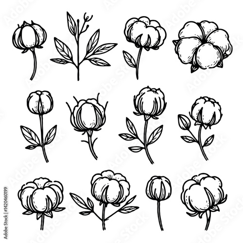 line art cloud-like softness illustration. Set outline fluffy cotton bolls sketch, doodle floral stems. Hand drawn Botanical drawing. Simple Stylized flowers. Black and White blooming