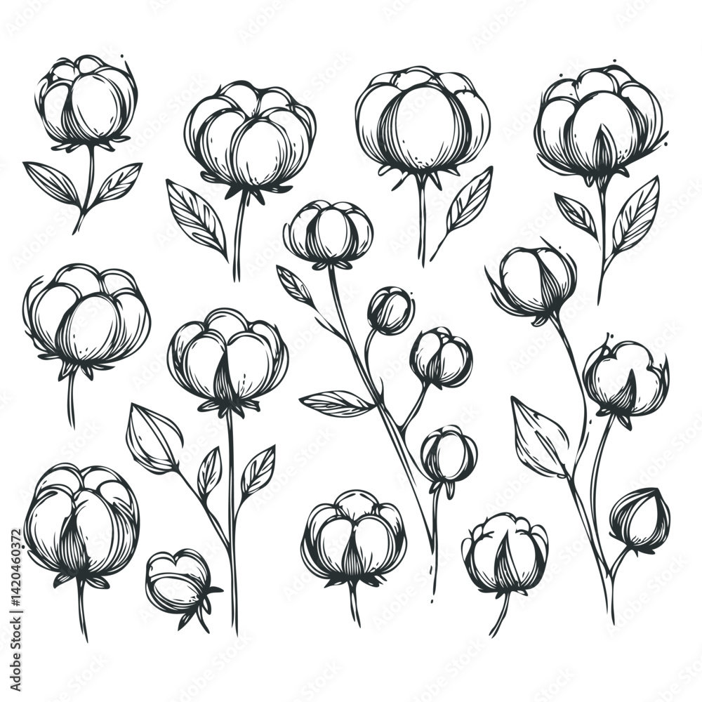 line art cloud-like softness illustration. Set outline fluffy cotton bolls sketch, doodle floral stems. Hand drawn Botanical drawing. Simple Stylized flowers. Black and White blooming line art cloud-like softness illustration. Set outline fluffy cotton bolls sketch, doodle floral stems. Hand drawn Botanical drawing. Simple Stylized flowers. Black and White blooming
