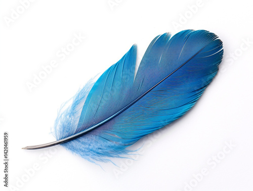 Beautiful bird feather isolated on white background. Minimalist style. 