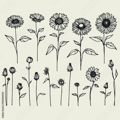line art sunflowers illustration. Set outline aster sketch, doodle floral stems. Hand drawn Botanical drawing. Simple Stylized flowers. Black and White blooming chamomile