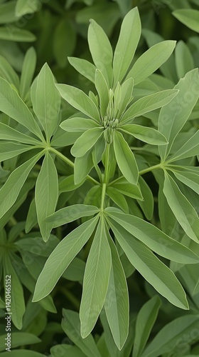 Wallpaper Mural Vibrant Green Lupine Plant Leaves Nature Photography Torontodigital.ca