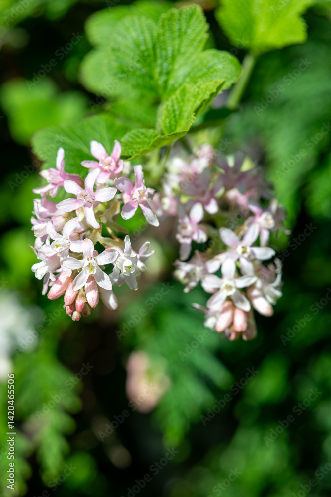 Close up of red flowering currant (ribes sanguineum) flowers in bloom Close up of red flowering currant (ribes sanguineum) flowers in bloom